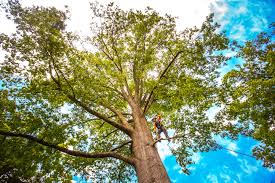 How Our Tree Care Process Works  in  Mifflinburg, PA