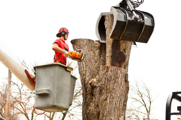 Mifflinburg, PA Tree Services Company